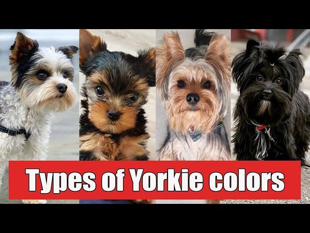 9 Different Types of Yorkshire Terrier Colors And Their Role | Types of Yorkie Colors