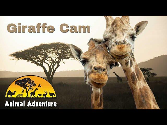 Oliver, Johari & Alora - Giraffe Deck Cam - Animal Adventure Park