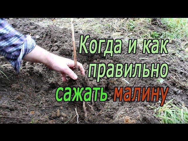 Когда и как правильно сажать малину