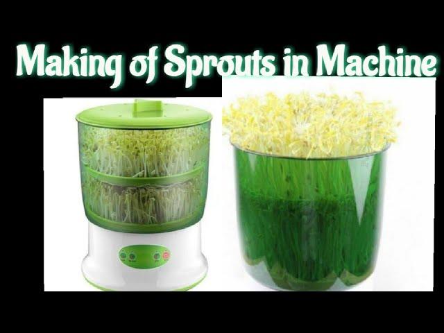 how to make sprouts in 220v sprout maker machine