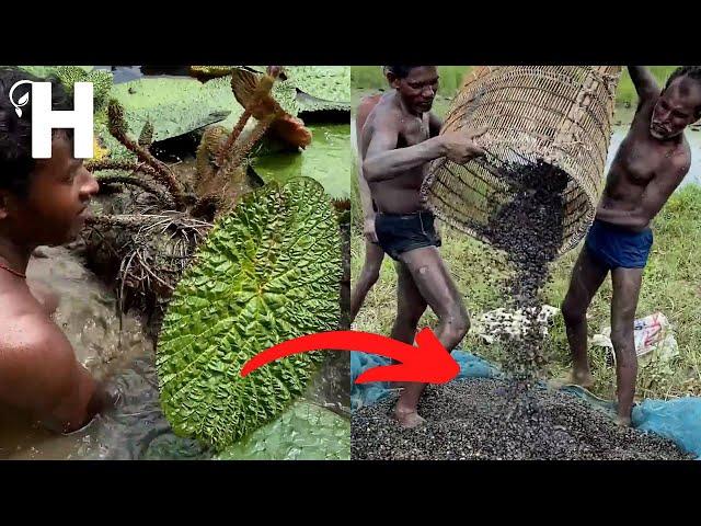 Amazing Fox Nut (Makhana) Farming - Fox Nut Harvesting & Processing - Makhana Health Benefits