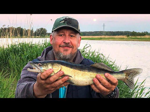 Открытие сезона по судаку. Ловля СУДАКА в Июне на донки | Fishing ZANDER | zandart cope Lielupē