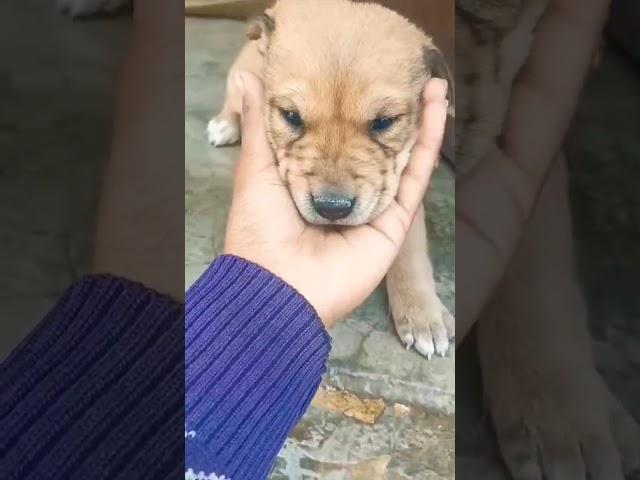 Cutie patutie️ #shorts #dogs #viral #yt #yourube #subscribe #ytshorts