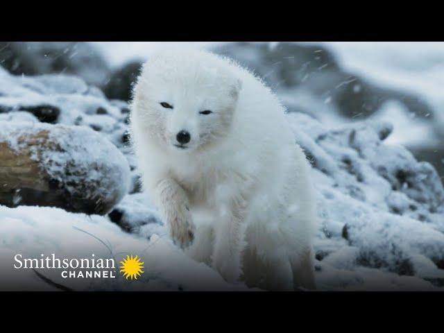 Heartwarming: Arctic Fox Couple Reunites in the Freezing Cold ️ Stormborn | Smithsonian Channel