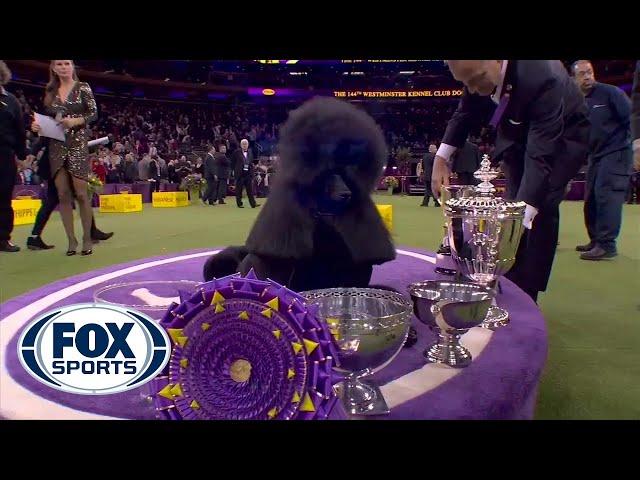 'Siba' the standard poodle wins Best in Show at 2020 Westminster Kennel Club Dog Show | FOX SPORTS