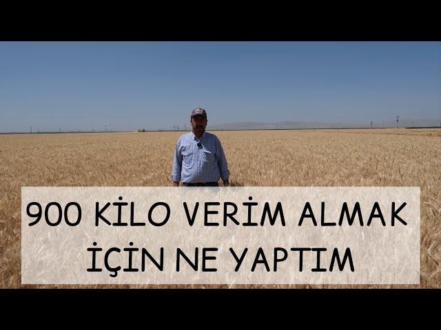 HALİS BUĞDAY EKİMİ YAPAN ÇİFTÇİ KAZANIYOR