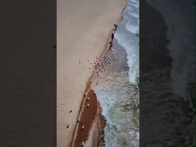 Soaring Over Grand Bend Beach: A Moment of Pure Peace 