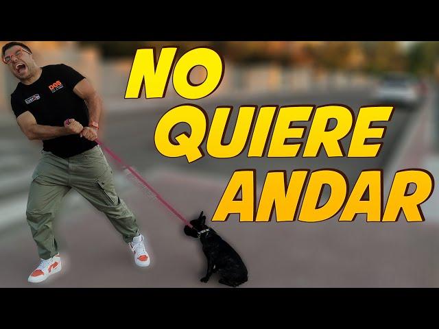 Enseñar a un Perro CACHORRO a PASEAR  | No quiere caminar 