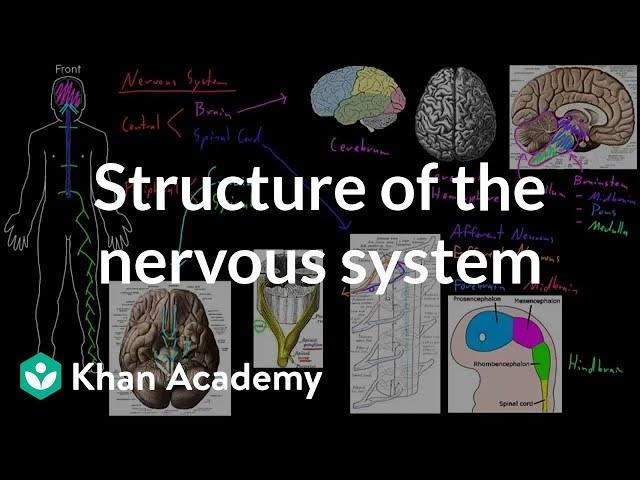 Structure of the nervous system | Organ Systems | MCAT | Khan Academy