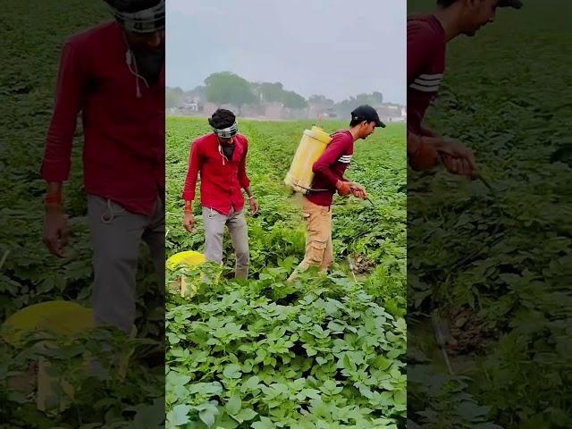 Farming.   #shorts #short #shortvideo #shortsvideo  #farming #field #fieldking #viral #video #green