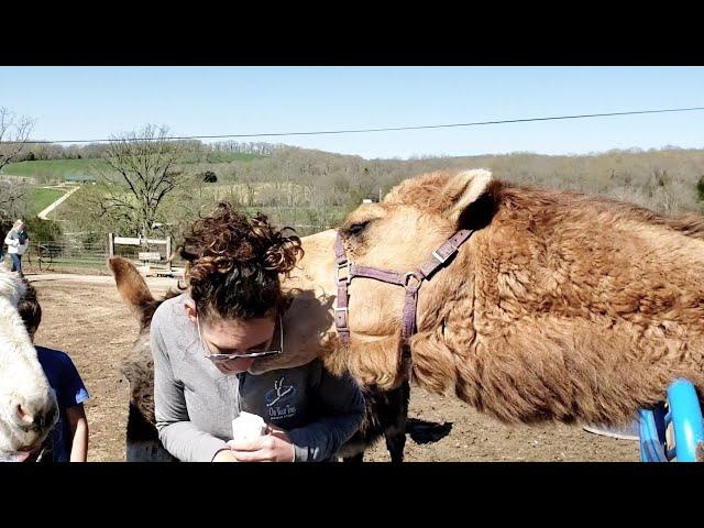 Funny Animals Messing With Humans - Try Not To Laugh || PETASTIC 