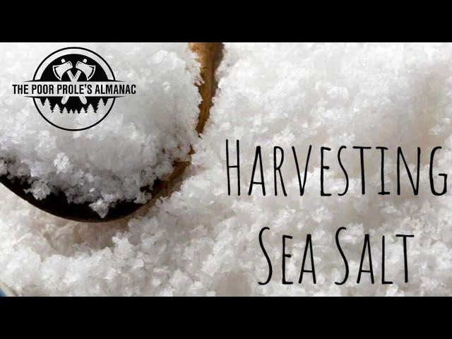 Harvesting Sea Salt