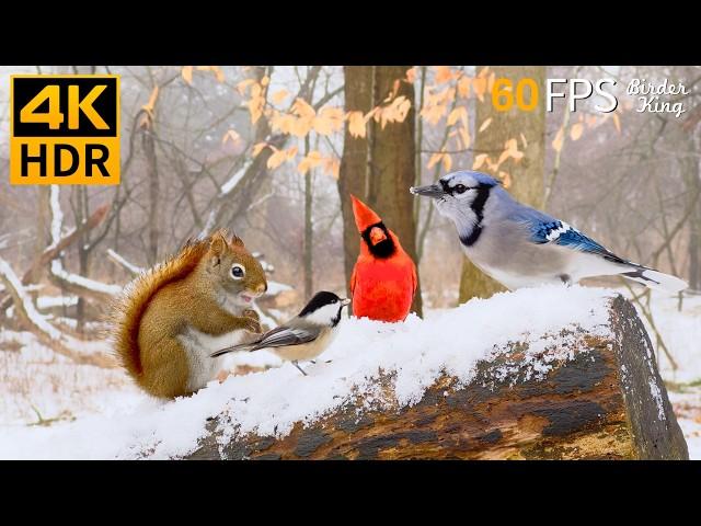 Christmas Cat TV  Relax with Winter Birds and Squirrels  Cat Games 4K HDR 60FPS