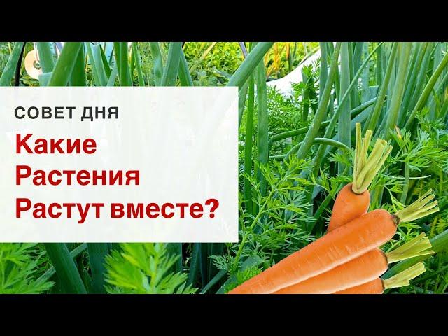 Уплотненные посадки овощей. Мало места на участке?! Подбираем растения для смешанных посадок.