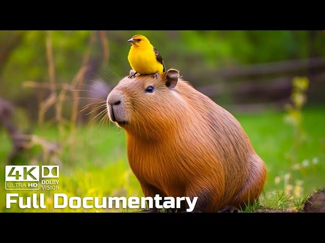 Capybaras, the Largest and ‘Chillest’ Rodents in the World | Wild Animals Documentary 4K