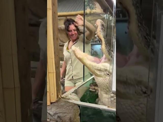 Viral Video Shows Hungry Alligator Tries To Attack Zookeeper #viralvideo  #itsviral