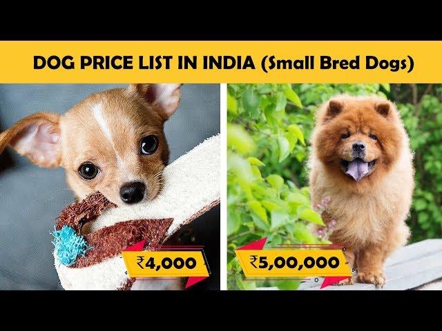 Dog Prices In India - Part 2 (Small Breed Dogs)