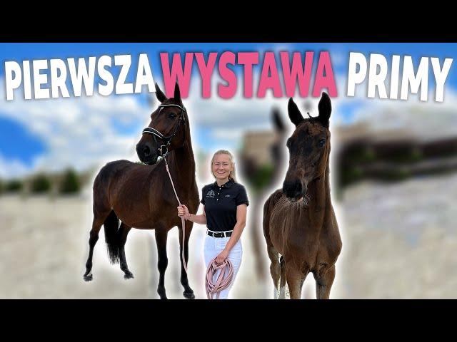 PRIMA JEST NAJBRZYDSZA? | Czempionat źrebiąt