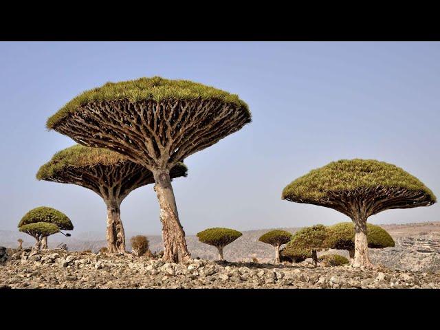 The Alien Island in Yemen, Socotra