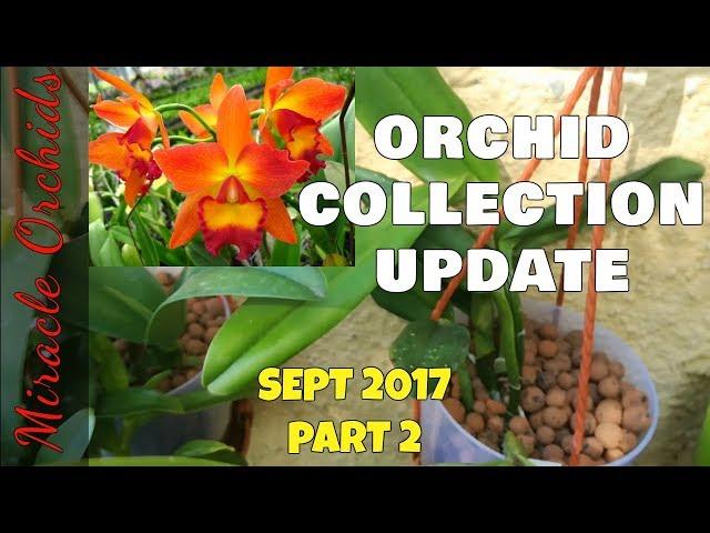 Orchid collection update - Part 2 - Sept 2017