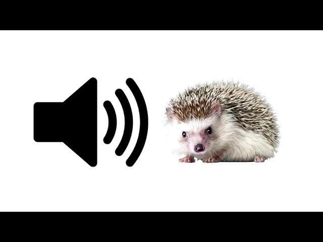 Hedgehog - Sound Effect | ProSounds