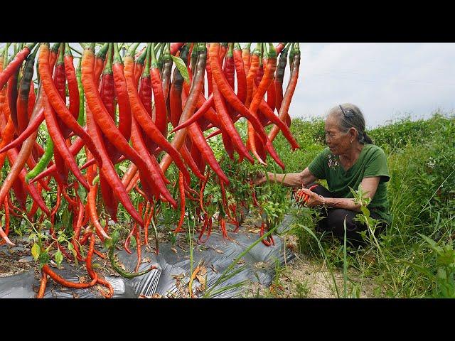 阿婆教你純手工辣椒醬，不放添加劑，保存半年沒問題｜Guangxi grandma teaches you how to make pure handmade chili sauce广西 美食 玉林阿婆