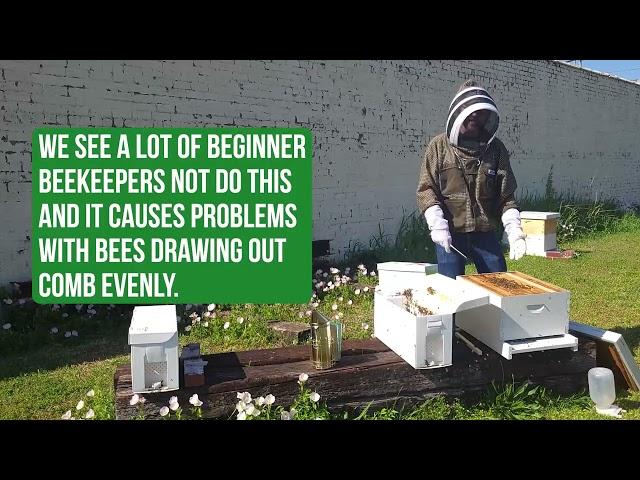 Step By Step On How To Install a Nuc or Nucleus Hive of Bees