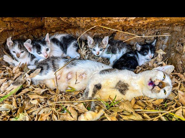 LTT Animal || Emergency: Cat Family's Second Chance, Injured Mother Cat's Underground Family Rescue