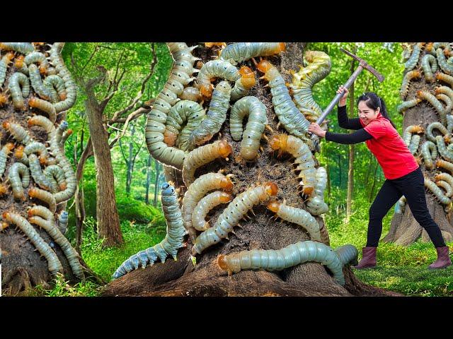 Pregnant woman Harvesting the Devil's Curse in the haunted forest & Go to Market Sell | Lý Thị Hằng