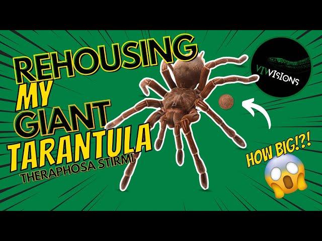 HOW TO MAKE A BIOACTIVE TARANTULA TERRARIUM ️ THERAPHOSA STRIMI REHOUSING MY COLOSSAL TARANTULA