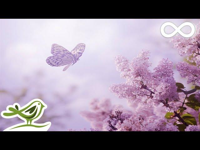 Always: Soft, Beautiful & Relaxing Piano Music by Peder B. Helland with Nature Photos