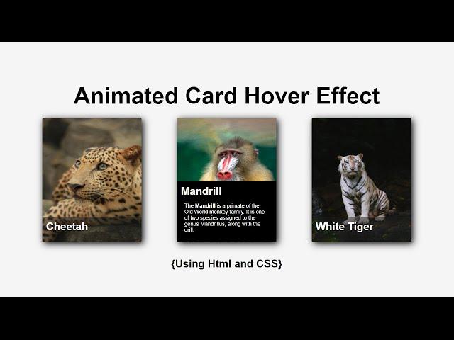 Animated Card Hover Effect | Html & CSS | CodeEra