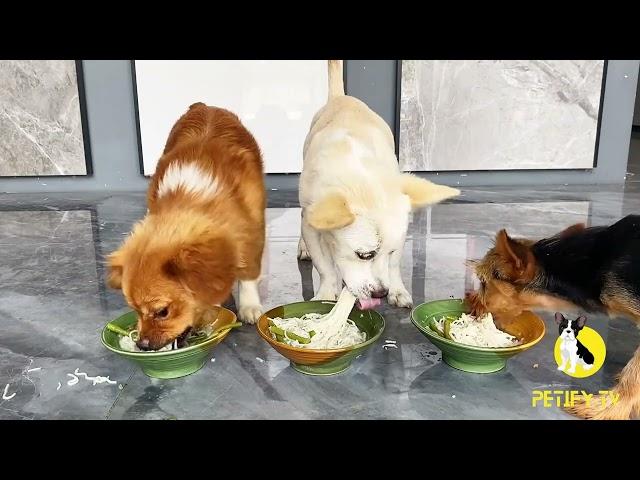 Puppies Food Review  Petify TV Dog Series 58 Puppies Food Review Channel Videos #puppy