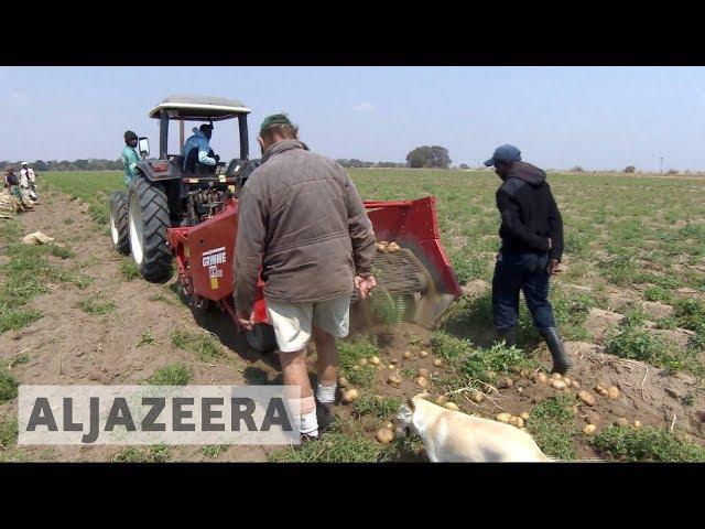 White farmers thrive in Zambia years after driven from Zimbabwe