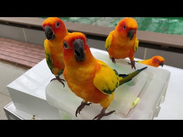 【掛川花鳥園公式】コガネメキシコインコのよからぬ集会