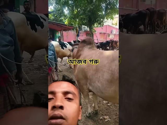 #chaka_bangla #cowprices #গরুর_হাট #cowfarming #bull #গরু #bangladesh #ষাঁড় @farhadalli1634