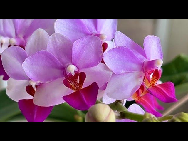 Цветут орхидеи  ...  каттлея  ... бульбофилум  ... фаленопсис ...