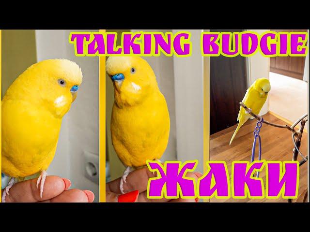 !!Talking budgie!! -  Жаки - Говорещ вълнист папагал/говорещо вълнисто папагалче/