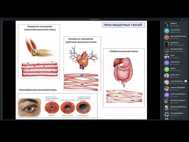 Мышечные ткани | Гистология