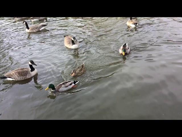 Mallard Ducks and Canada Geese