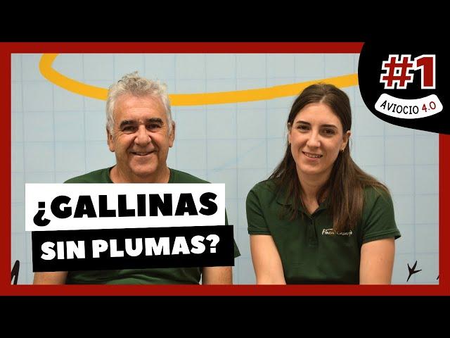 🪶 La FALTA de PLUMAS en las GALLINAS | AVIOCIO 4.0 #1