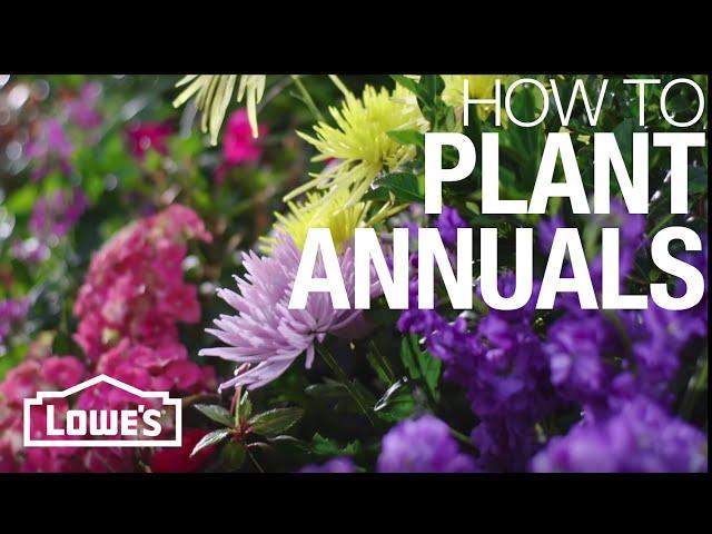 How to Plant Annual Flowers