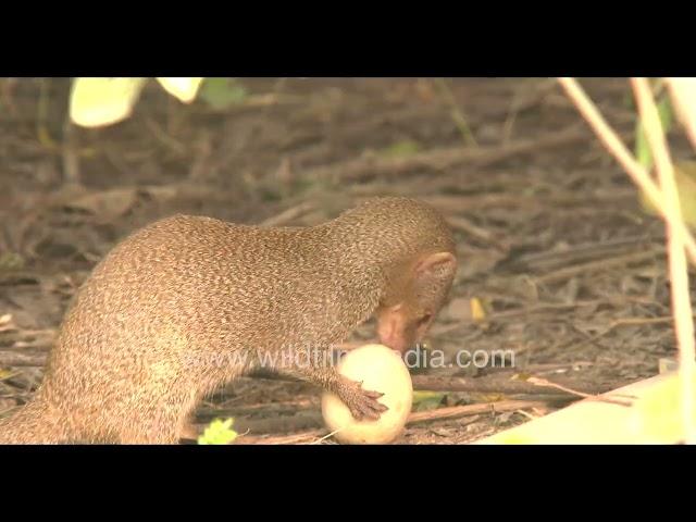 Mongoose making off with an egg from a bird's nest: Anda pilferer extraordinaire