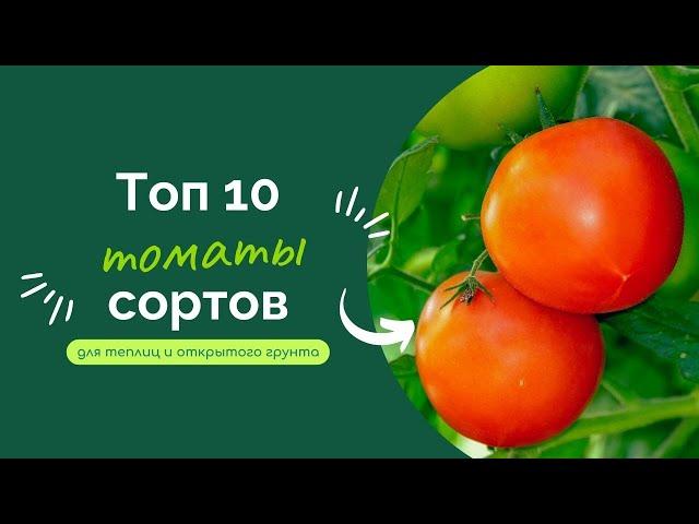 10 проверенных сортов томатов для теплиц и открытого грунта