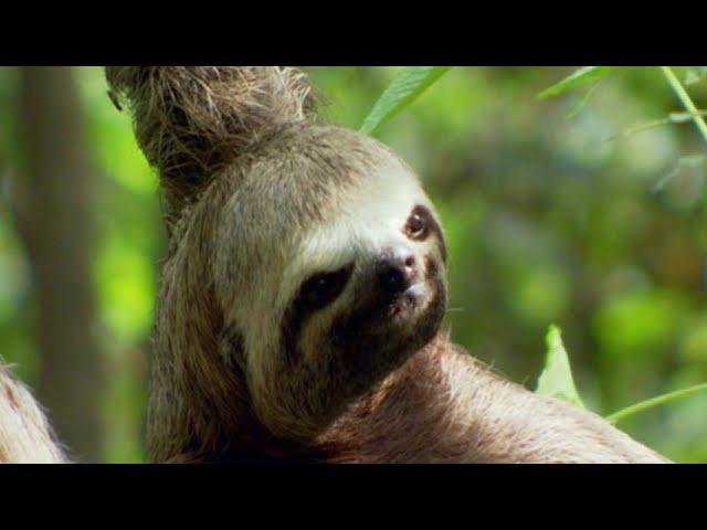 El perezoso | Discovery Channel Latinoamerica