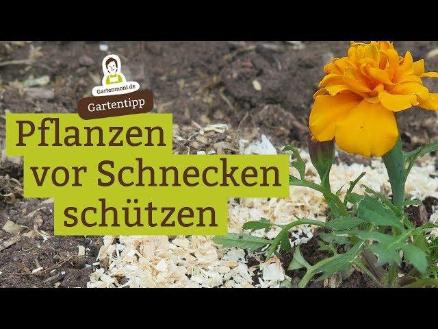 Pflanzen ohne Chemie vor Schnecken schützen - Beispiel Tagetes