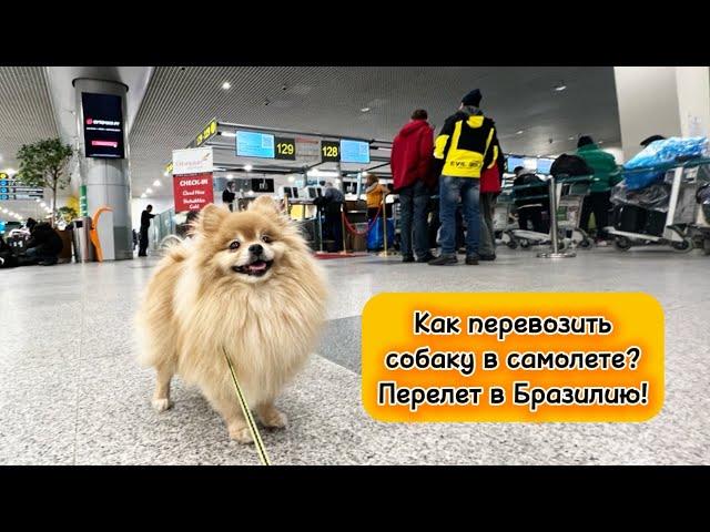 Как перевозить собаку в самолете? Перелет из Иркутска в Бразилию!