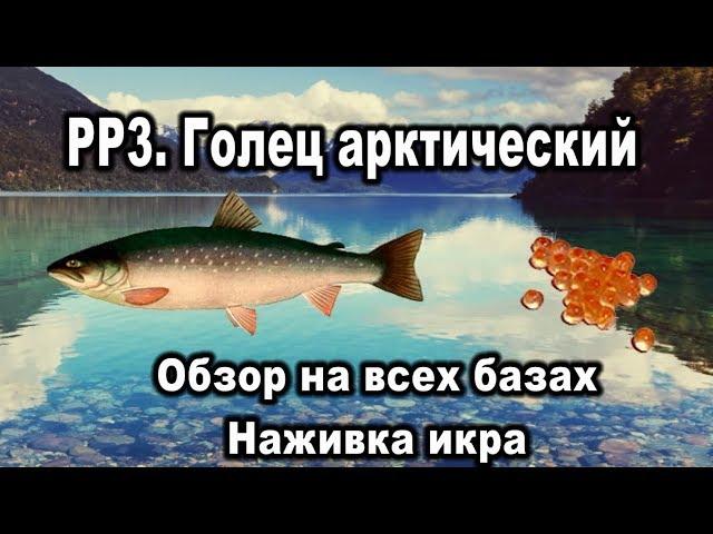 РР3. Голец арктический. Обзор на всех базах. Наживка икра