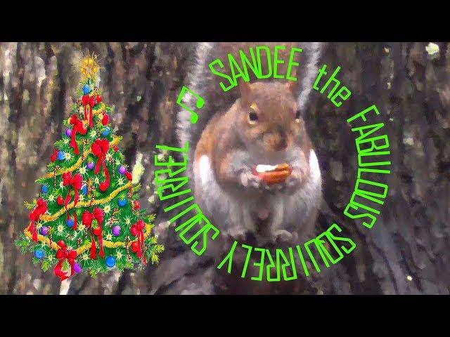 Fabulous Sandee the Squirrely Squirrel Visits Adel GA