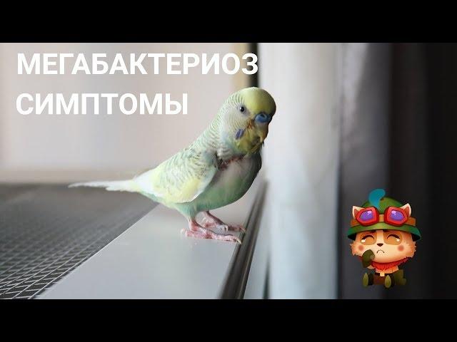 МЕГАБАКТЕРИОЗ | СИМПТОМЫ И ДИАГНОСТИКА | Aoi Inko